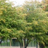HAWTHORN WASHINGTON #15