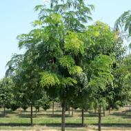 HONEYLOCUST IMPERIAL #15