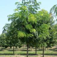 HONEYLOCUST IMPERIAL 2"