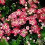 HAWTHORN CRIMSON CLOUD 2 1/2"