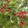 HAWTHORN RUSSIAN 2"