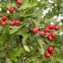 HAWTHORN RUSSIAN 6-8'