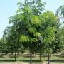 HONEYLOCUST IMPERIAL 2"