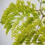 HONEYLOCUST SHADEMASTER #15