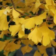 GINKGO BILOBA AUTUMN GOLD #15