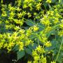 GOLDENRAIN TREE #10