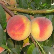 PEACH ELBERTA #10