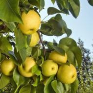 PEAR SHINSEIKI ASIAN #15