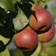 PEAR SUMMERCRISP 1 3/4"