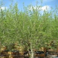 FORESTIERA NEW MEXICO OLIVE 6-8'