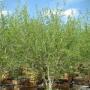 FORESTIERA NEW MEXICO OLIVE 4-6'