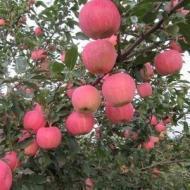 APPLE FUJI 2 1/2"