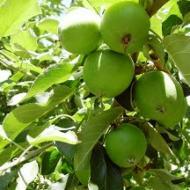 APPLE GRANNY SMITH  #7