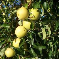 APPLE YELLOW DELICIOUS 1 3/4"