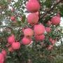 APPLE FUJI 2 1/2"