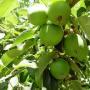 APPLE GRANNY SMITH  #7