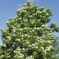 CATALPA NORTHERN 2 1/2"