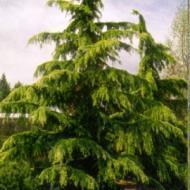 CEDAR DEODAR 8'