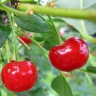 CHERRY MONTMORENCY 2"