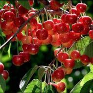 CHERRY RAINIER #5