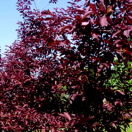 CHOKECHERRY CANADA RED 2 1/4"