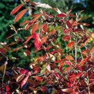 CHOKECHERRY MELANOCARPA SHRUB #5