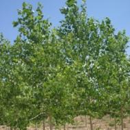 COTTONWOOD SARG JERONIMUS 2"