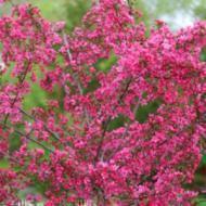 CRABAPPLE PRAIRIFIRE 8-10'