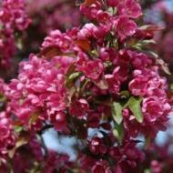 CRABAPPLE RADIANT 2 1/2"