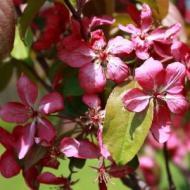 CRABAPPLE RED BARRON 2"