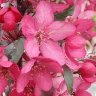 CRABAPPLE ROYAL RAINDROPS #10