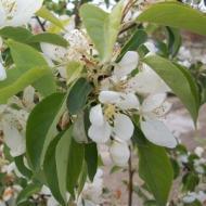 CRABAPPLE SPRING SNOW 1 3/4"