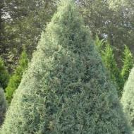 CYPRESS ARIZONA  BLUE #10