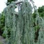 CEDAR BLUE ATLAS WEEPING #25