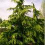 CEDAR DEODAR 10'