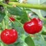 CHERRY MONTMORENCY #15