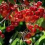 CHERRY RAINIER #5