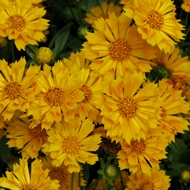 COREOPSIS JETHRO TULL #1