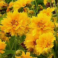 COREOPSIS SUNRAY #1