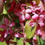 CRABAPPLE RED BARRON 2"