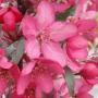 CRABAPPLE ROYAL RAINDROPS 2"