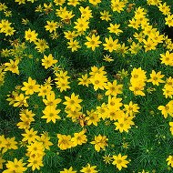 COREOPSIS ZAGREB #1