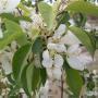 CRABAPPLE SPRING SNOW 6-8'