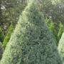 CYPRESS ARIZONA  BLUE #10
