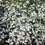 BABY'S BREATH GYPSOPHILA #1