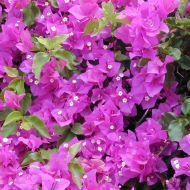 BOUGAINVILLEA BUSH #3