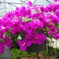 BOUGAINVILLEA HANGING BASKET 12"