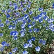 BLUE FLAX LINUM #1