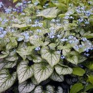 BRUNNERA HEARTLEAF JACK FROST #1