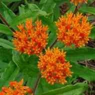 BUTTERFLY WEED ASCLEPIAS #1